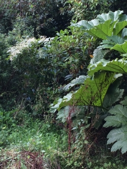 Gunnera and Japanese Knotweed