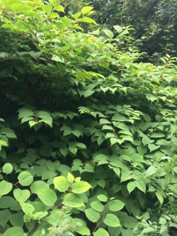 Japanese Knotweed